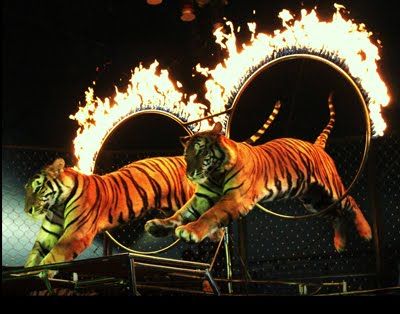 Tigrisek a cirkuszban